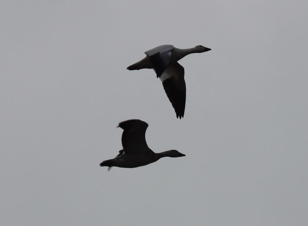 Kar Kazı - ML646528044