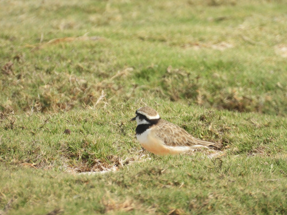 Madagascar Plover - ML646528045