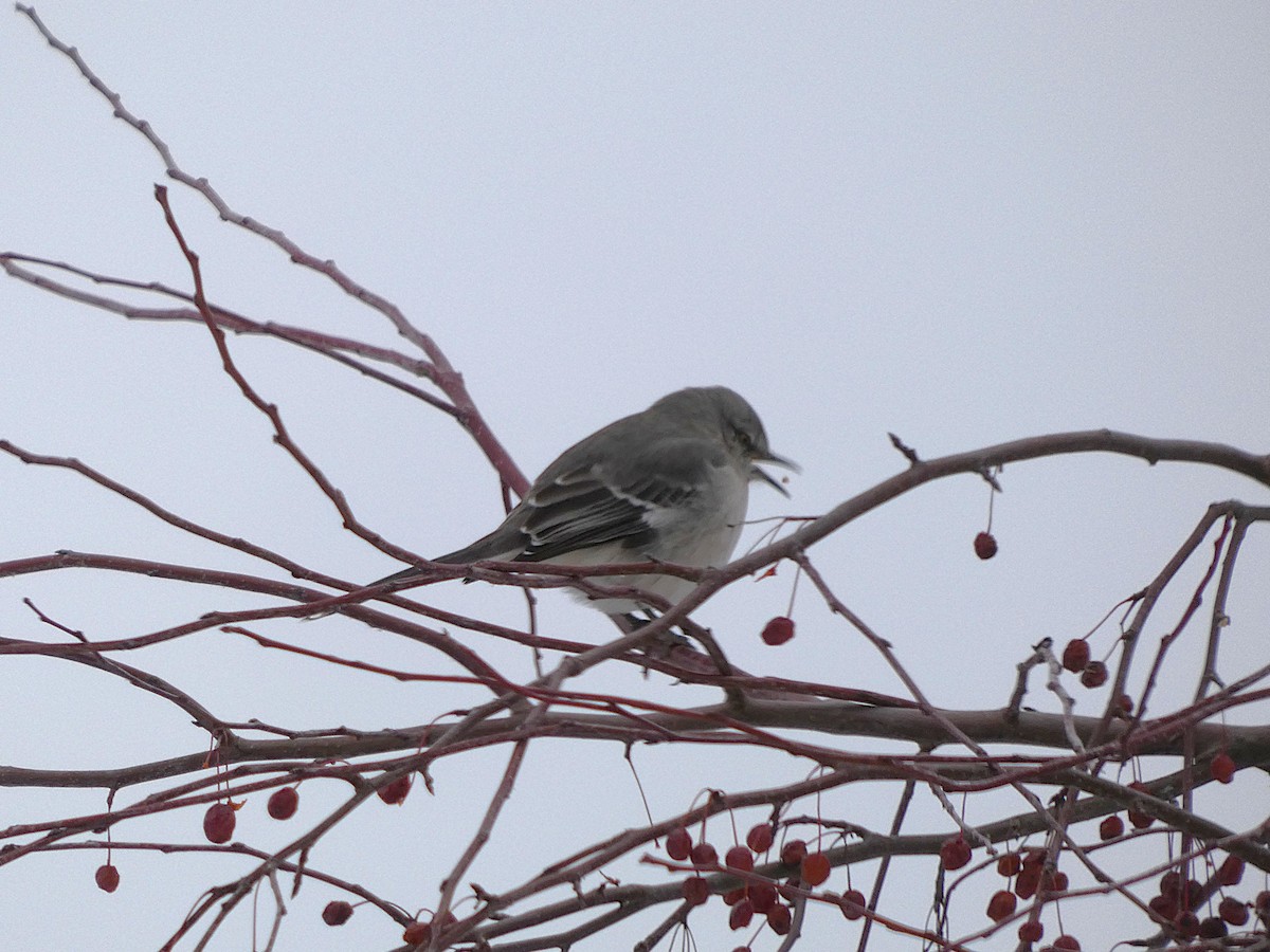 マネシツグミ - ML646528046