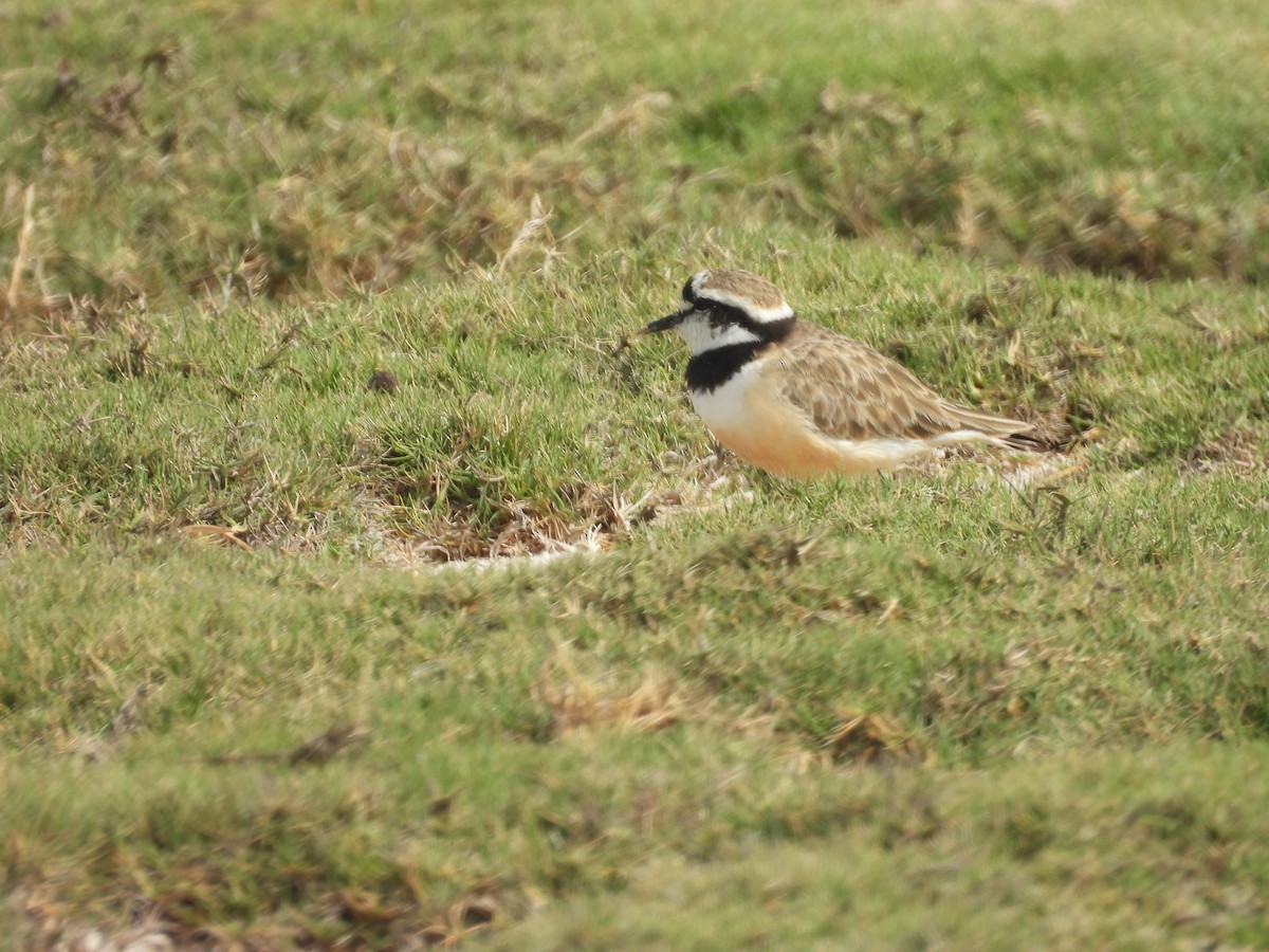 Madagascar Plover - ML646528047
