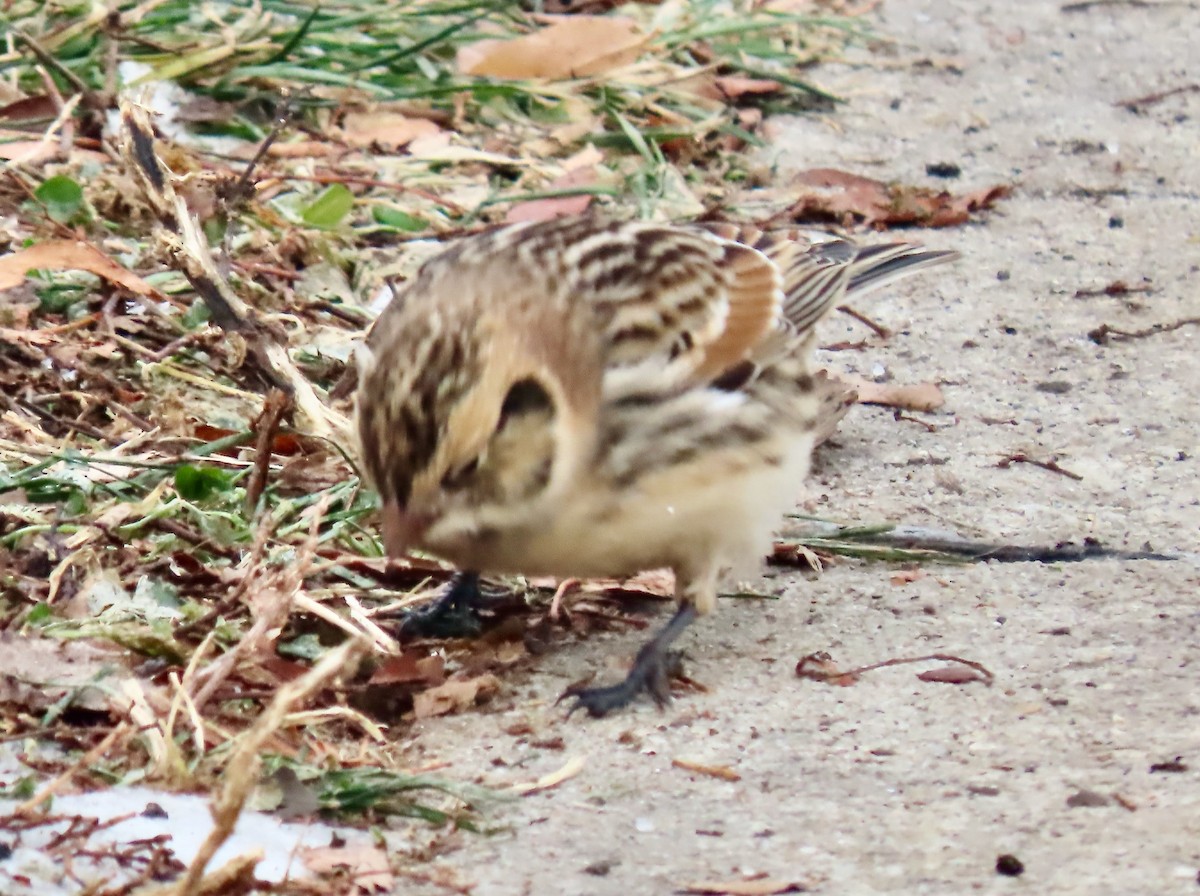 Lapland Longspur - ML646528051