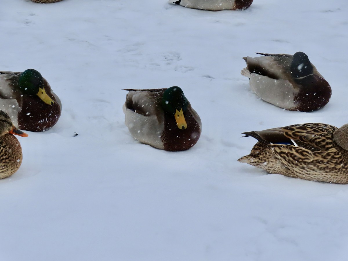 Stockente - ML646528054