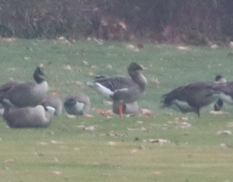 אווז אחו טונדרה - ML646528055