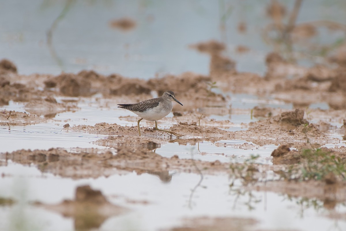 Wood Sandpiper - ML646528056