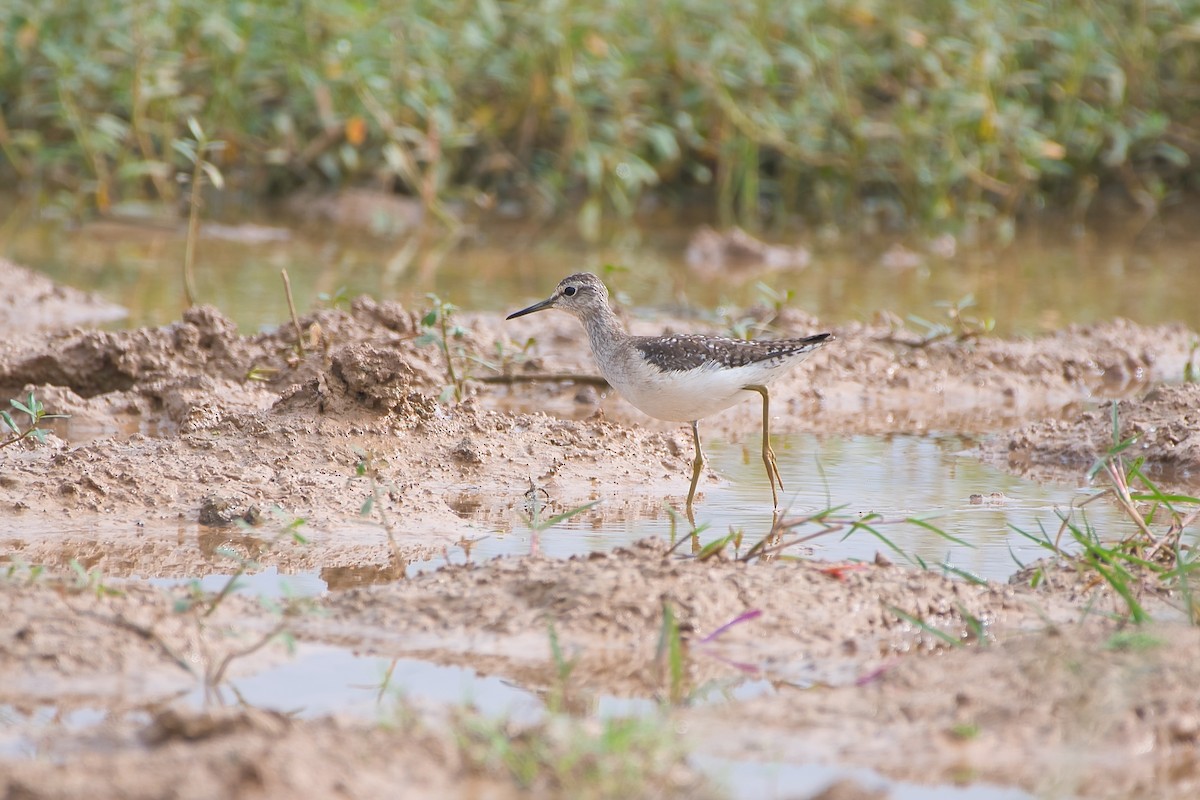 Wood Sandpiper - ML646528057