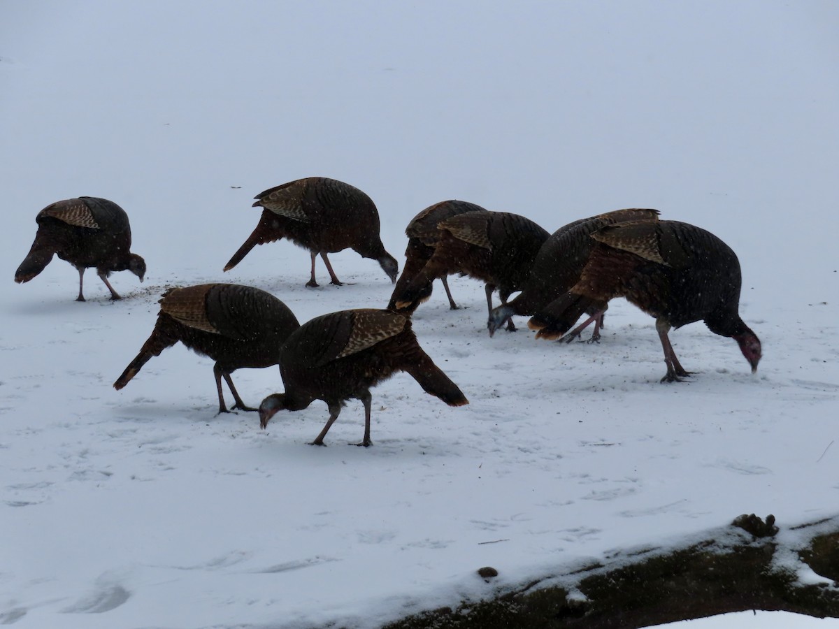 Truthuhn - ML646528058