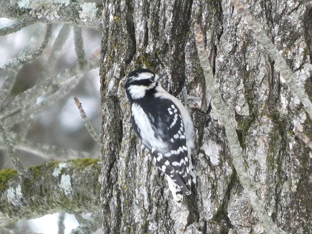 セジロコゲラ - ML646528060