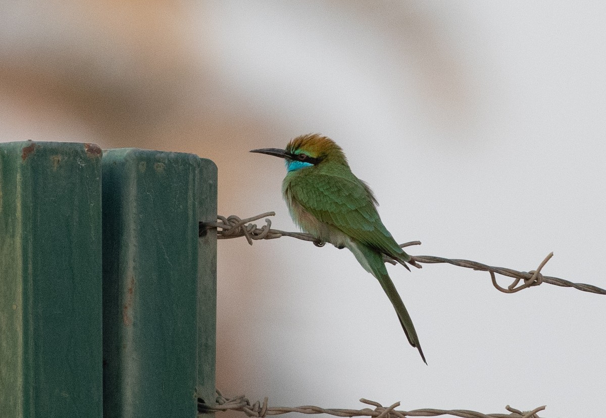 Arabian Green Bee-eater - ML646528061