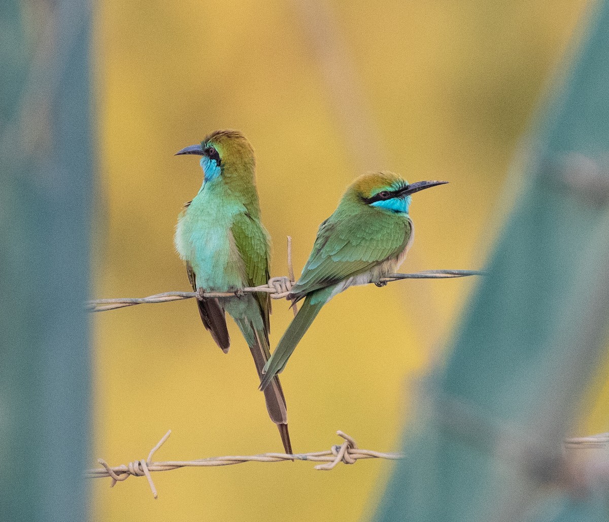 Arabian Green Bee-eater - ML646528062