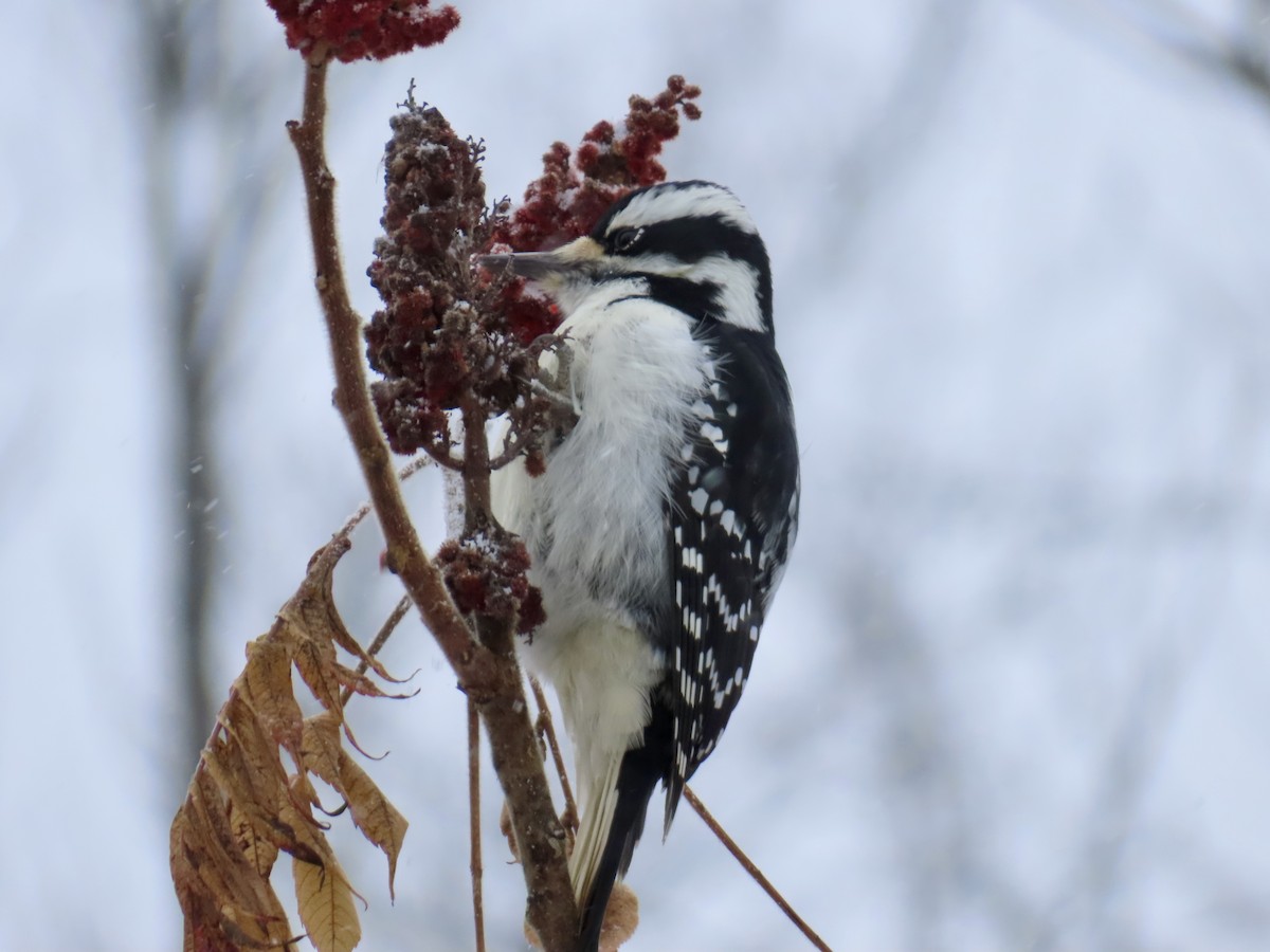 Haarspecht - ML646528063