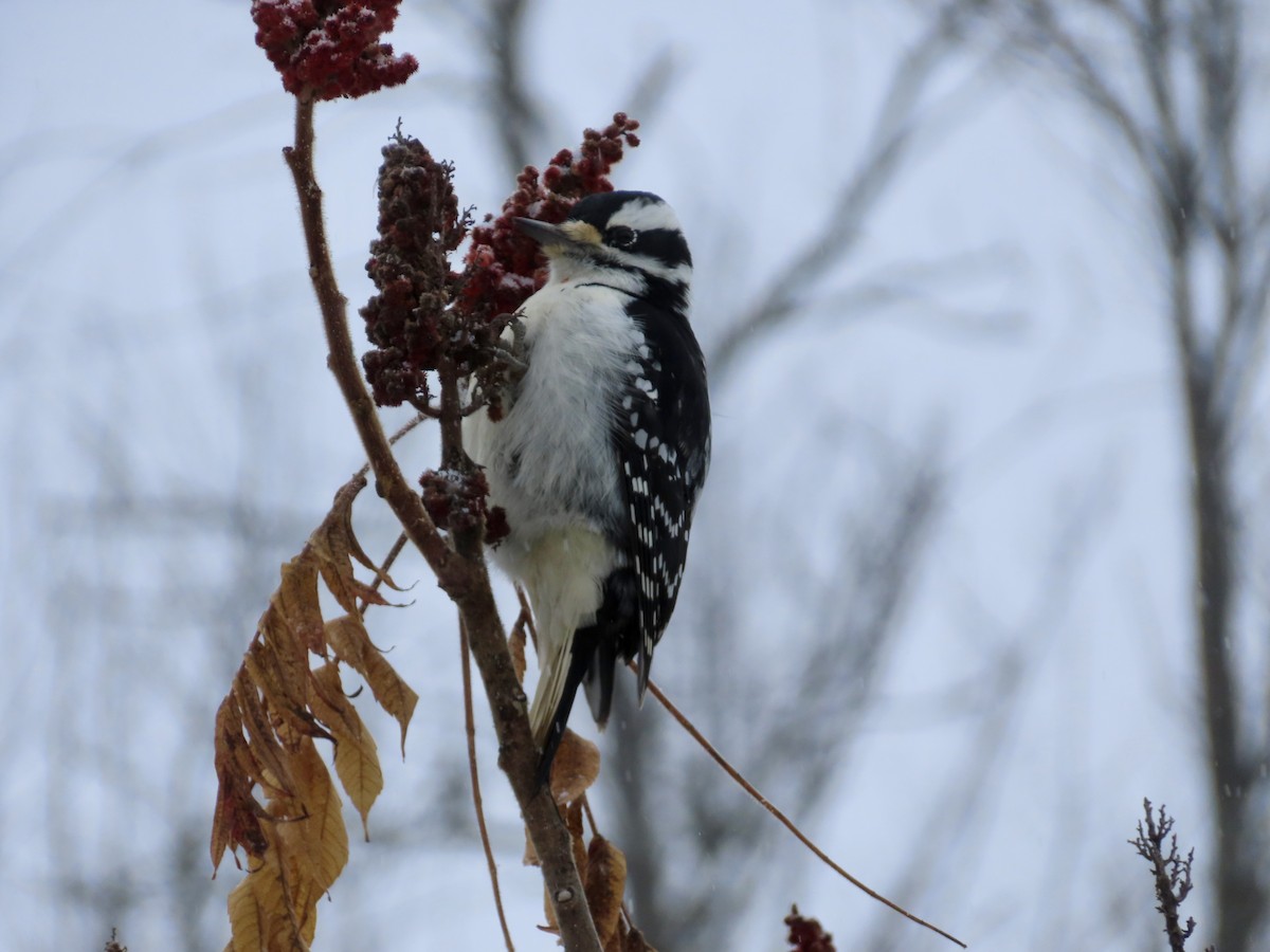 Haarspecht - ML646528064