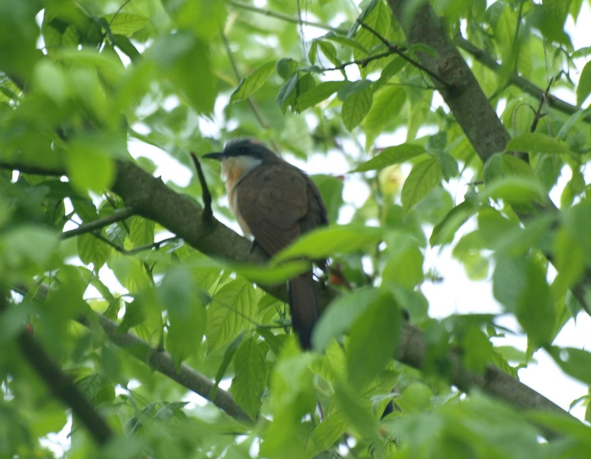 Кукліло бурий - ML646528065