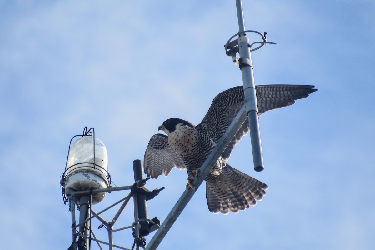 Peregrine Falcon - ML646528067