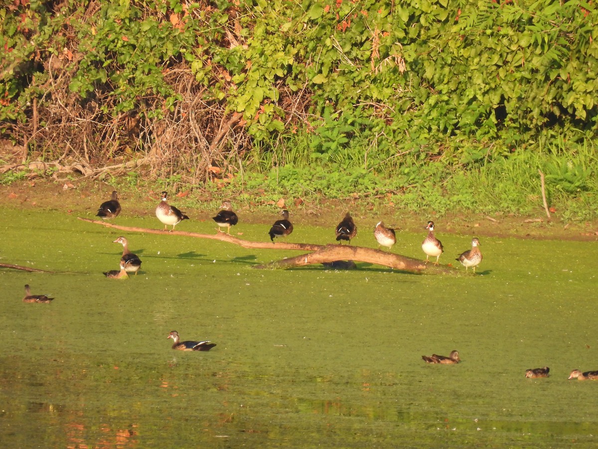 Canard branchu - ML646528068