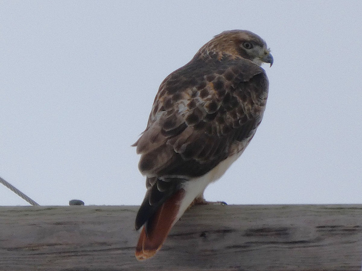 アカオノスリ - ML646528069