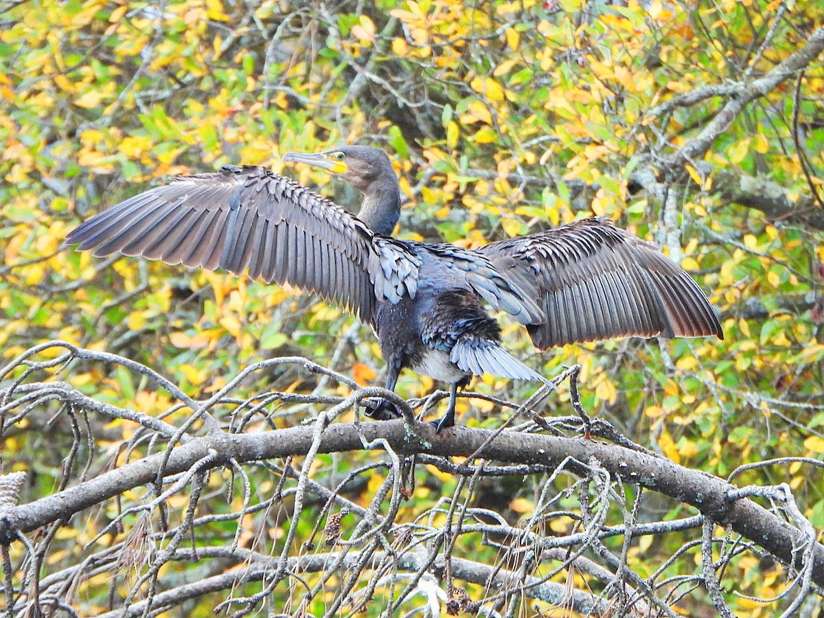 Great Cormorant - ML646528071