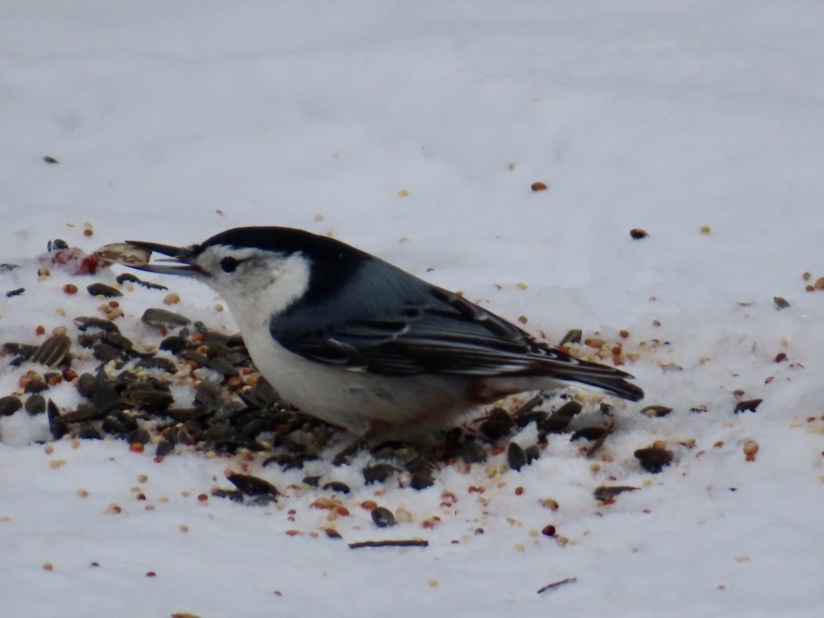 Weißbrustkleiber - ML646528072