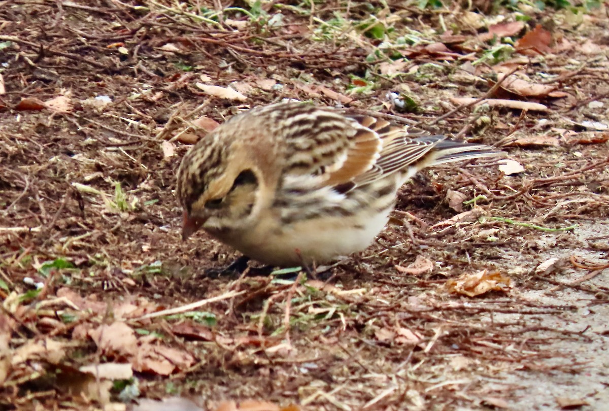 Lapland Longspur - ML646528073