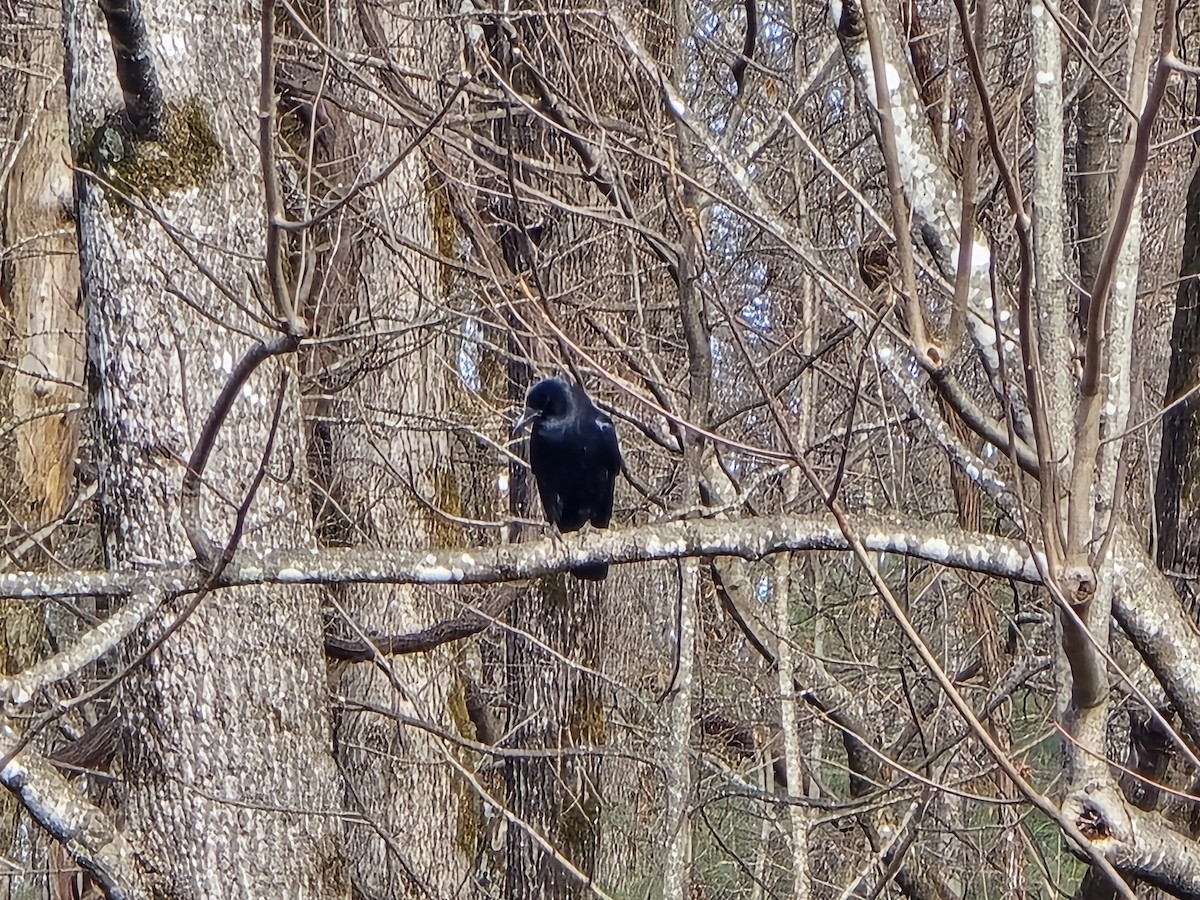 American Crow - ML646528074