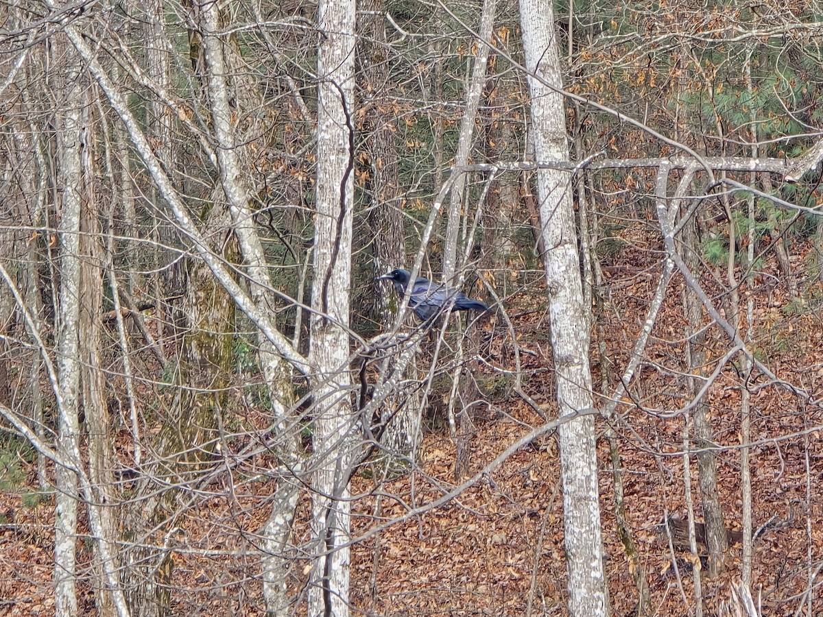 American Crow - ML646528076