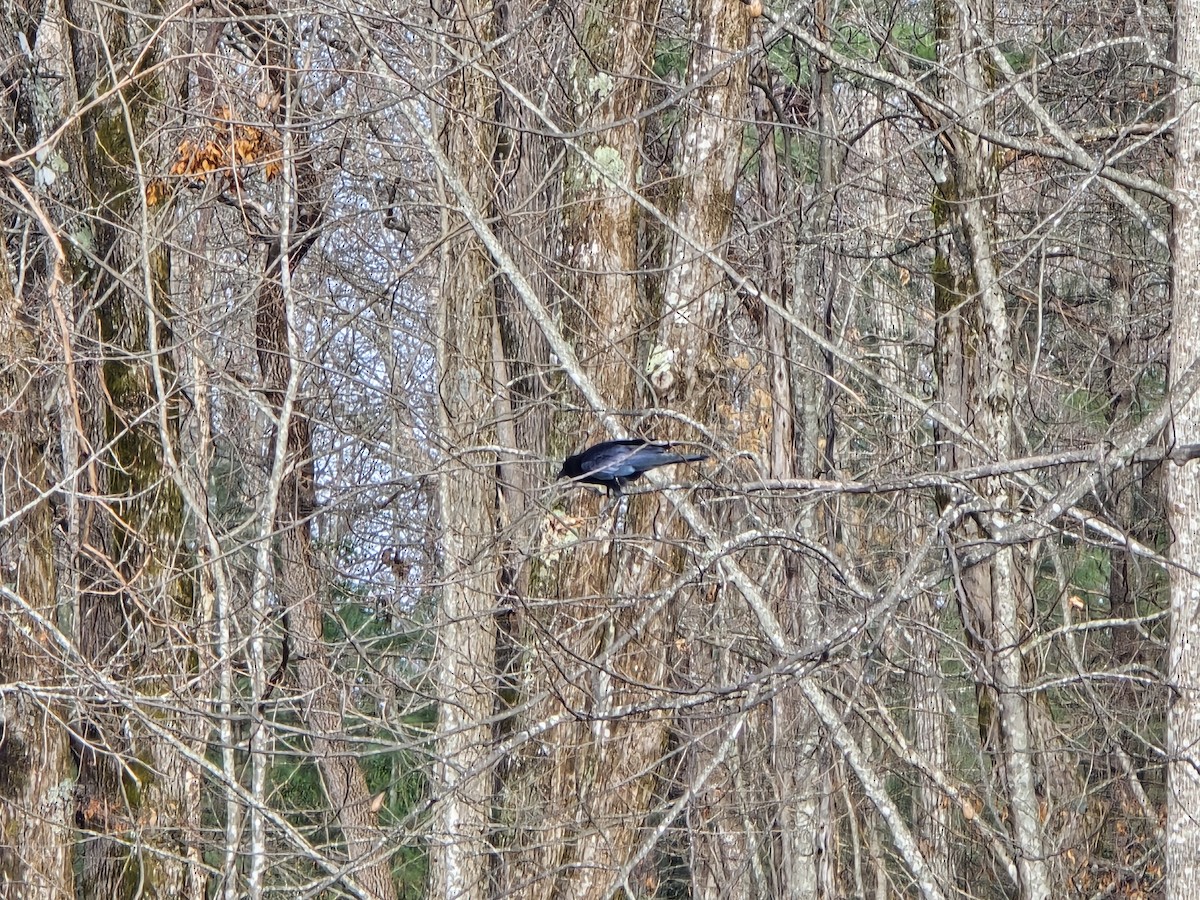 American Crow - ML646528077