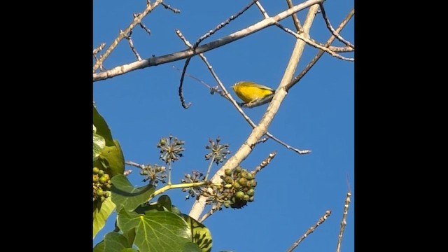 Nashville Warbler - ML646528078