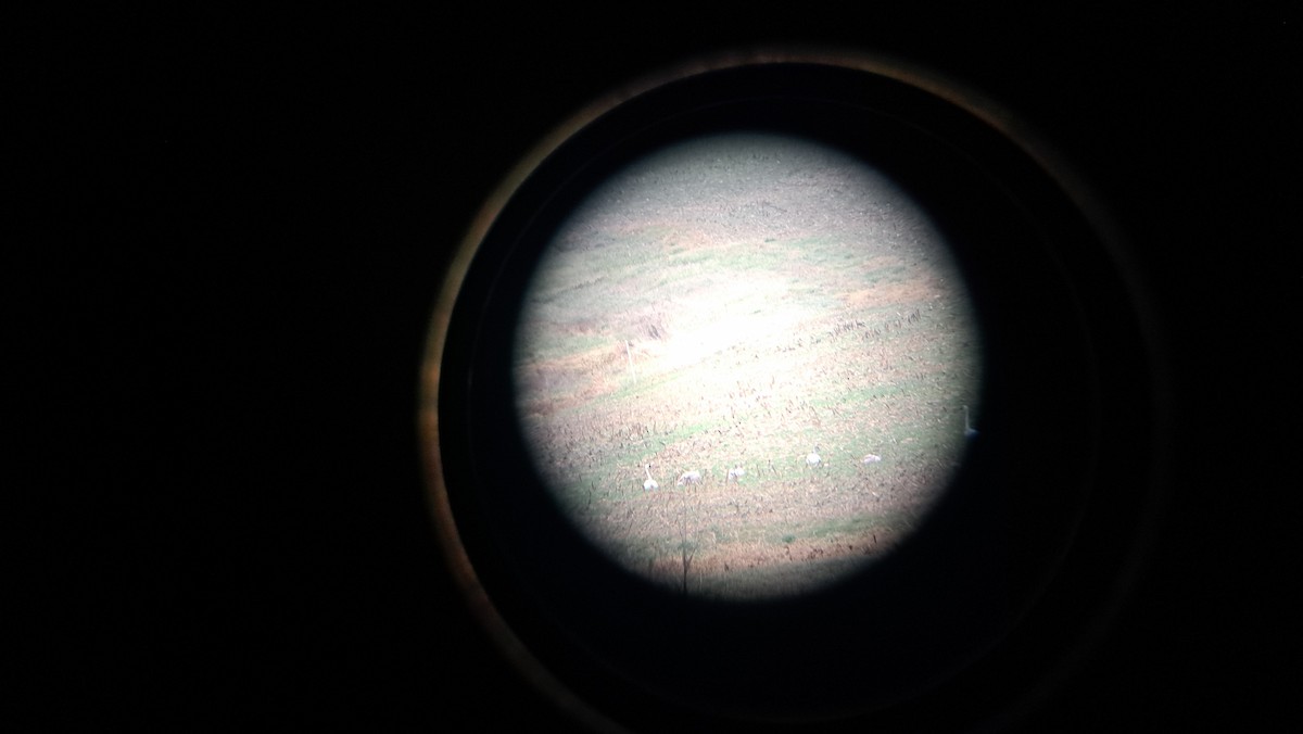 Trumpeter Swan - ML646528079