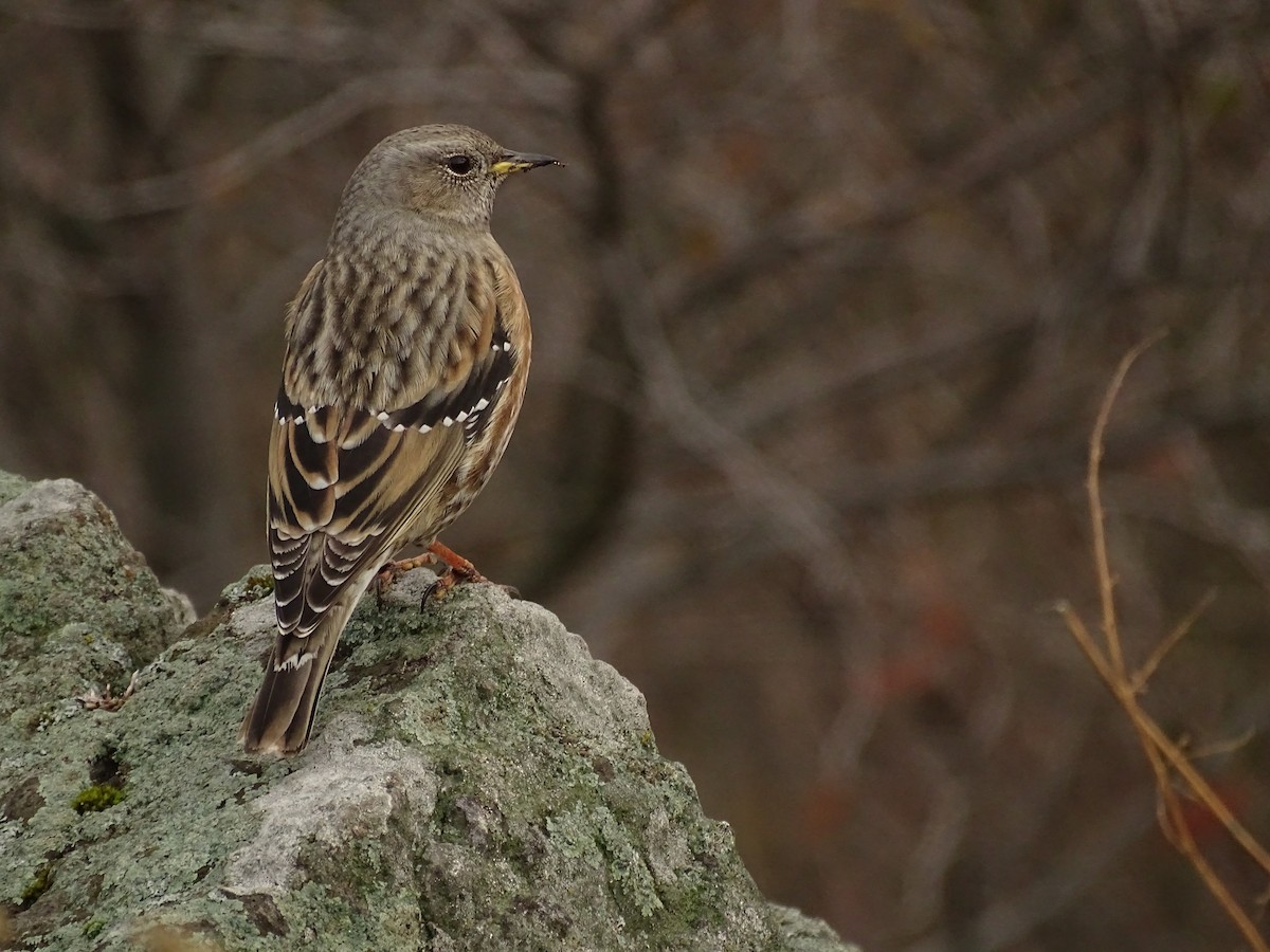 Mendi-tuntuna - ML646528081