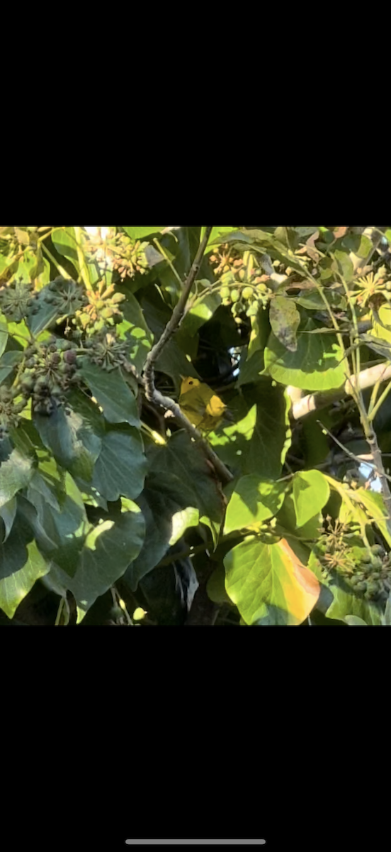 Wilson's Warbler - ML646528087