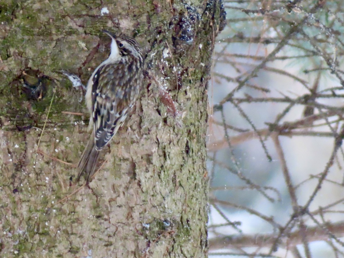 Agateador Americano - ML646528089