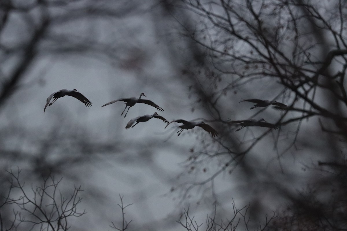 Kanada Turnası - ML646528091