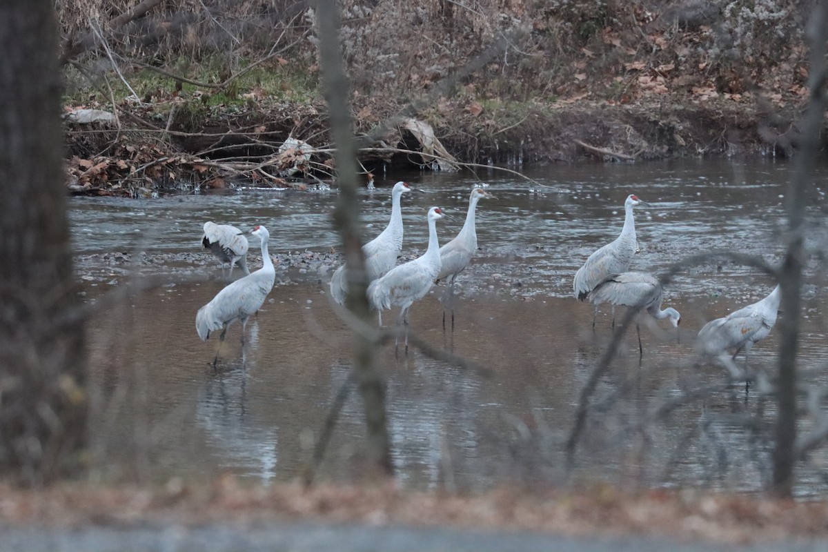 Kanada Turnası - ML646528092