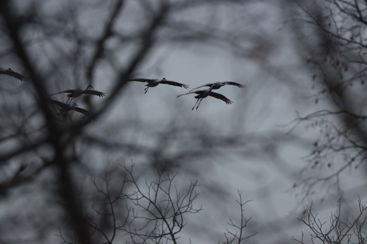 Kanada Turnası - ML646528093