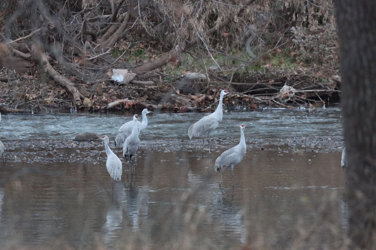 Kanada Turnası - ML646528094