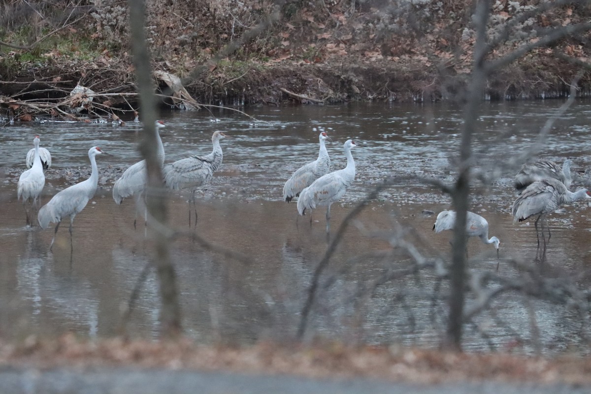 Kanada Turnası - ML646528095