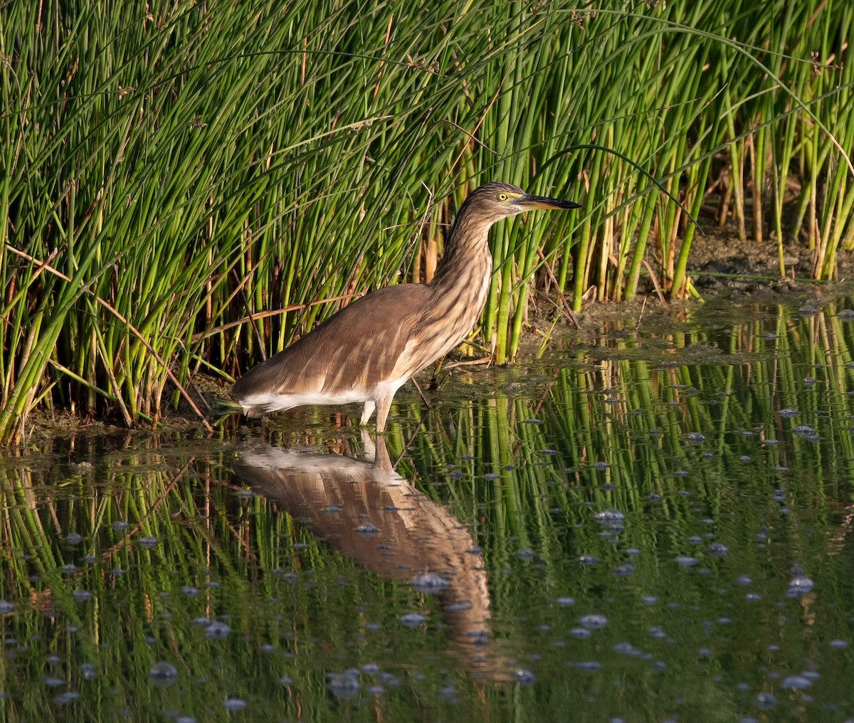Indian Pond-Heron - ML646528096