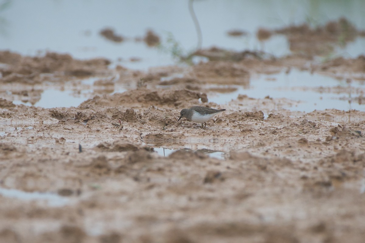 Temminck's Stint - ML646528098