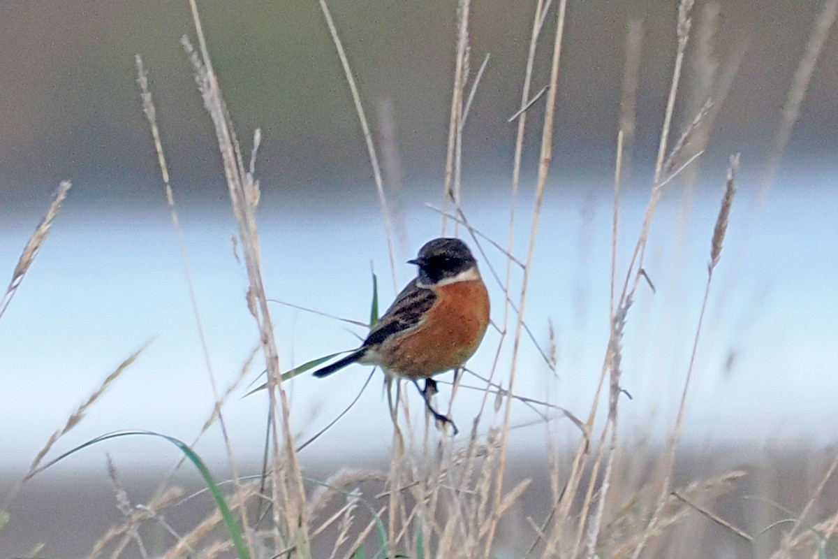 Трав'янка чорноголова - ML646528100