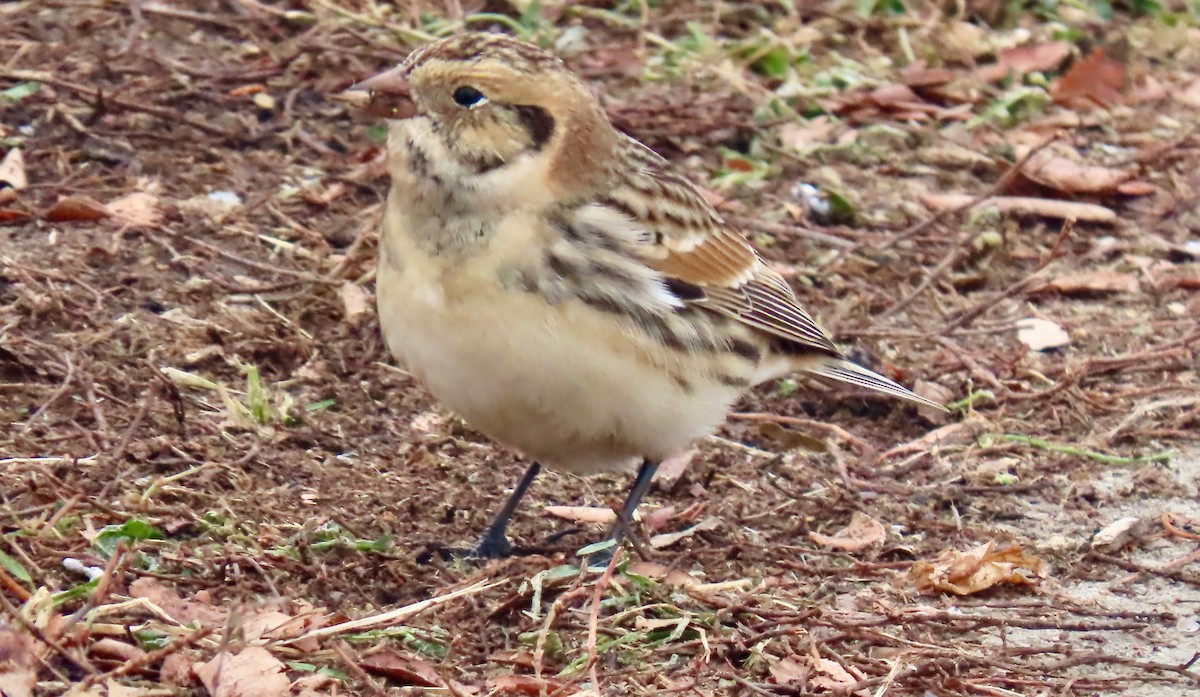 Lapland Longspur - ML646528101