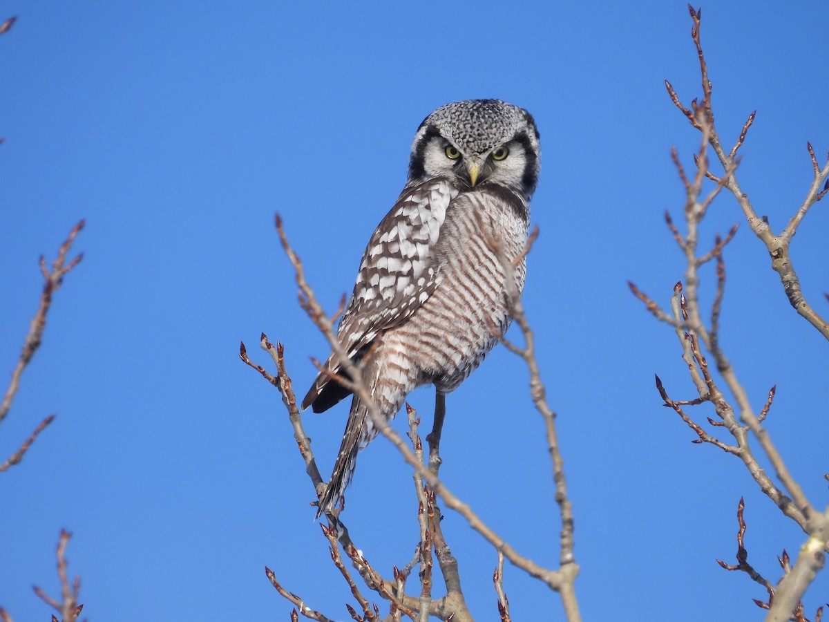 Northern Hawk Owl - ML646528102