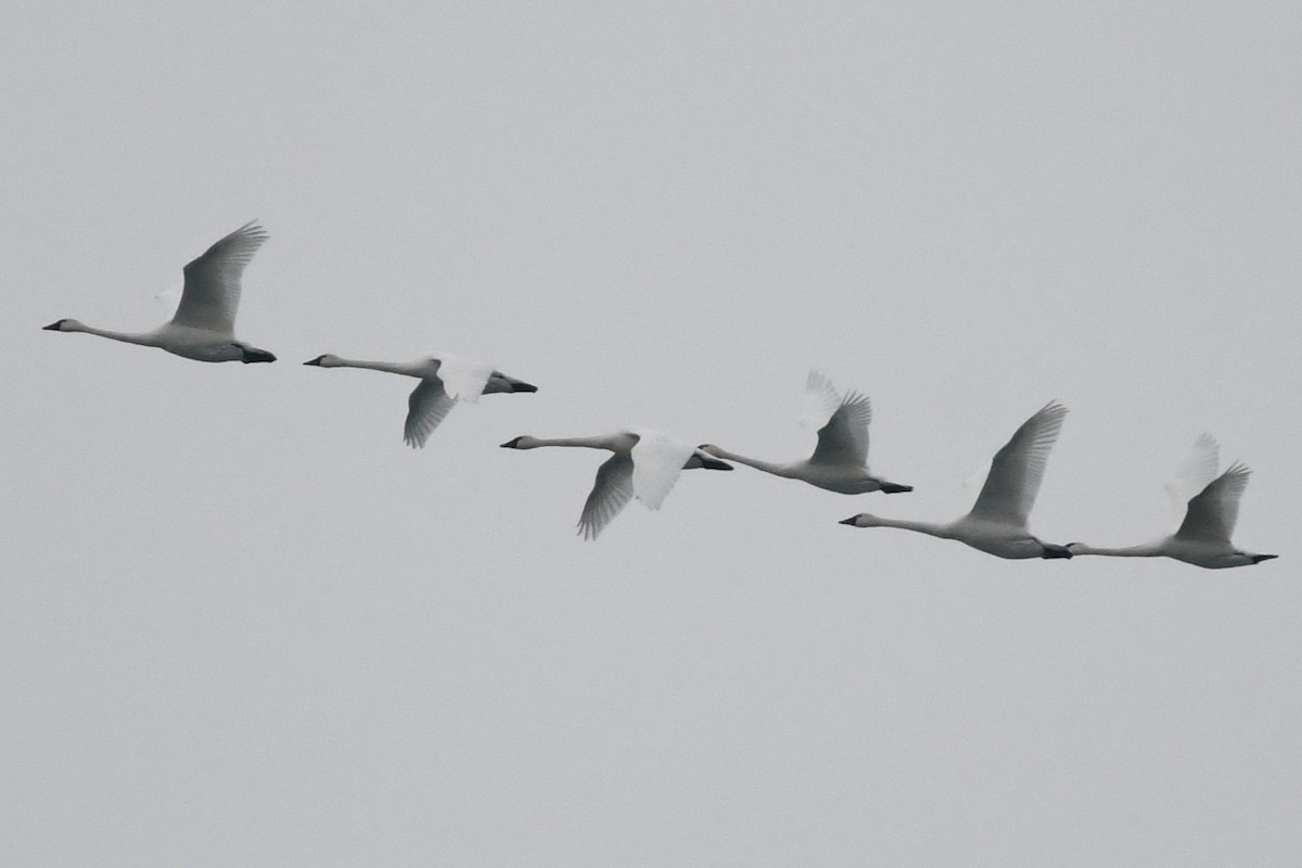 Tundra Swan (Whistling) - ML646528103