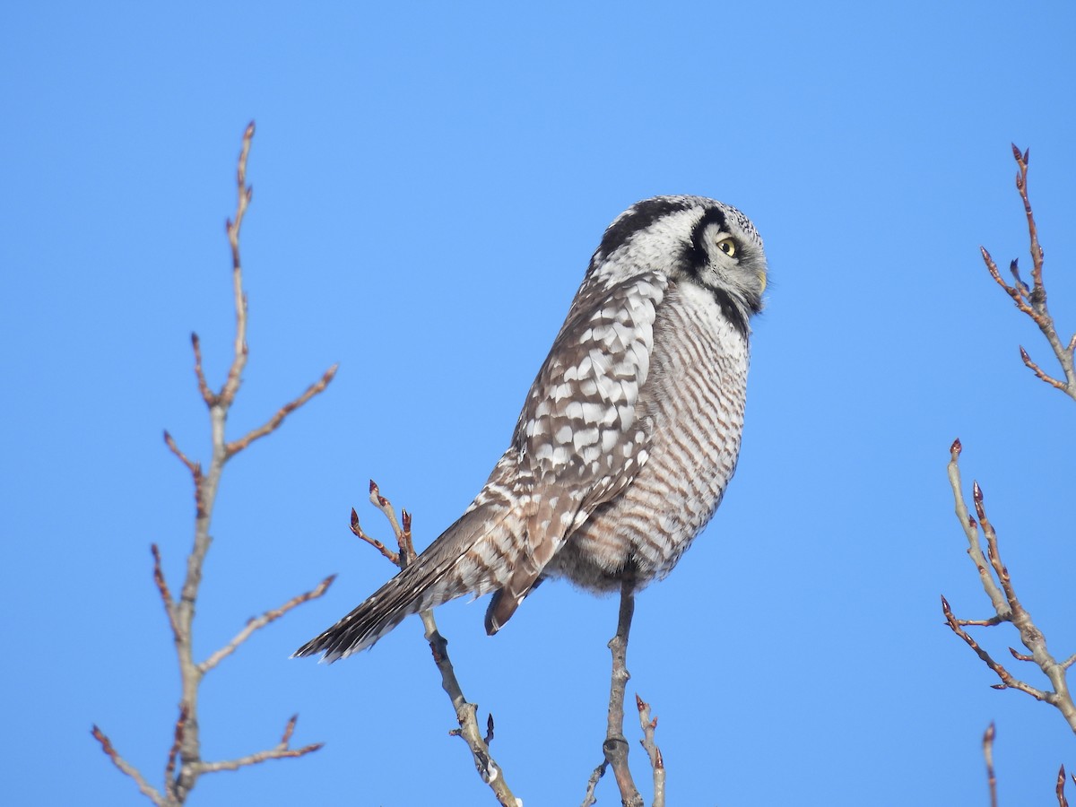 Northern Hawk Owl - ML646528106