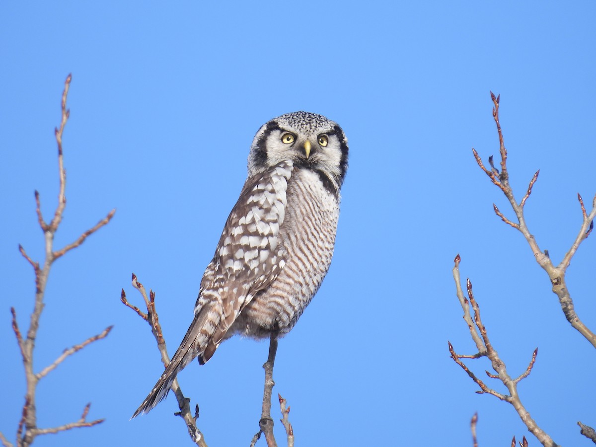 Northern Hawk Owl - ML646528107