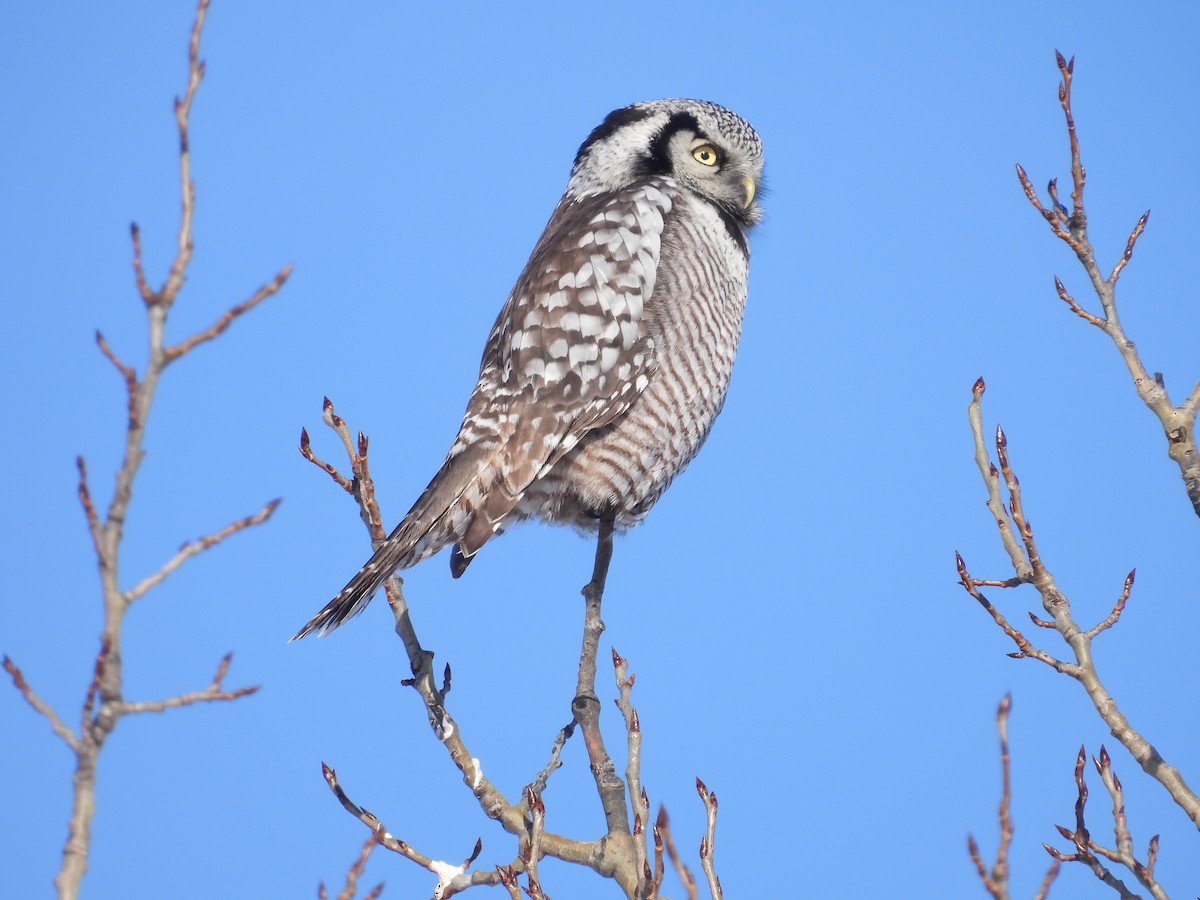 Northern Hawk Owl - ML646528108