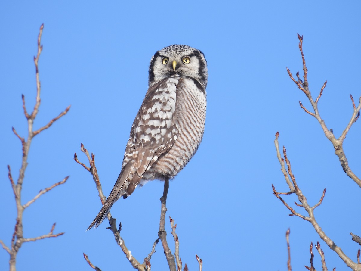 Northern Hawk Owl - ML646528109