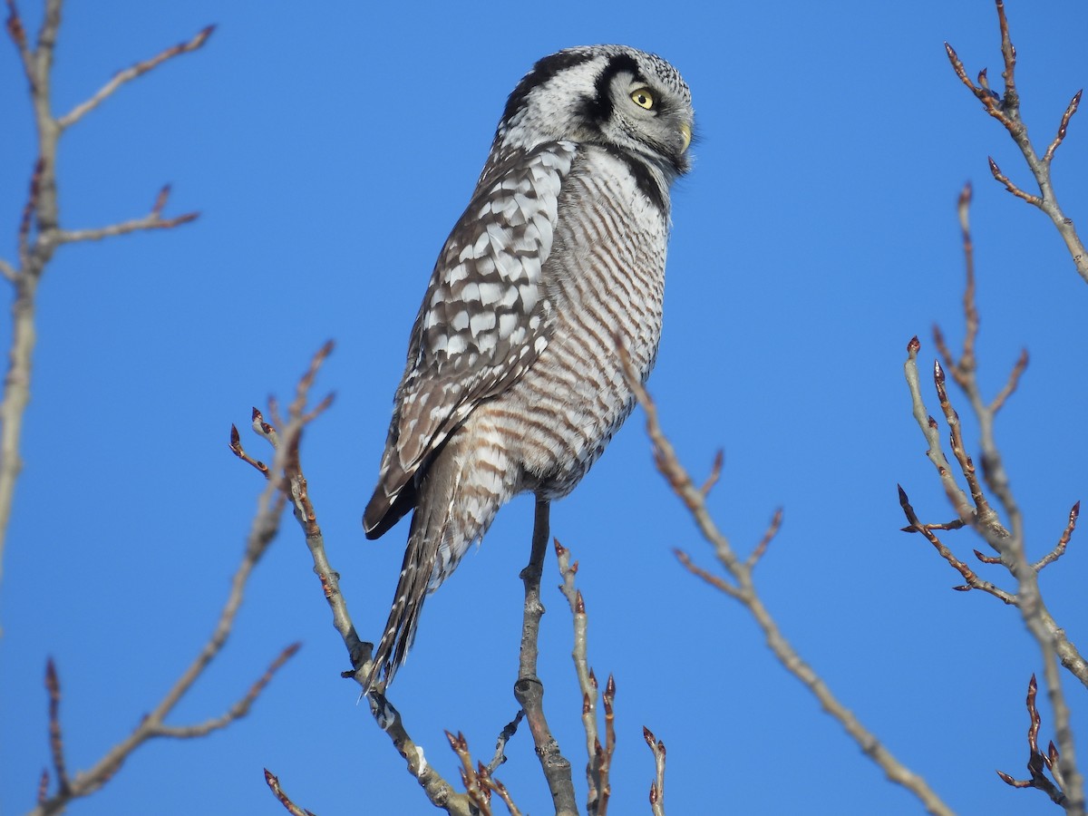 Northern Hawk Owl - ML646528110