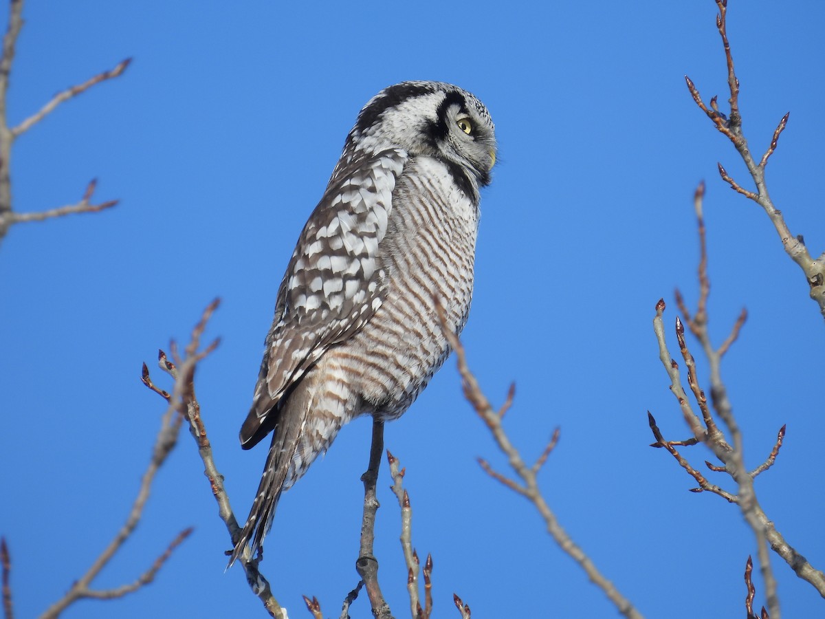 Northern Hawk Owl - ML646528111