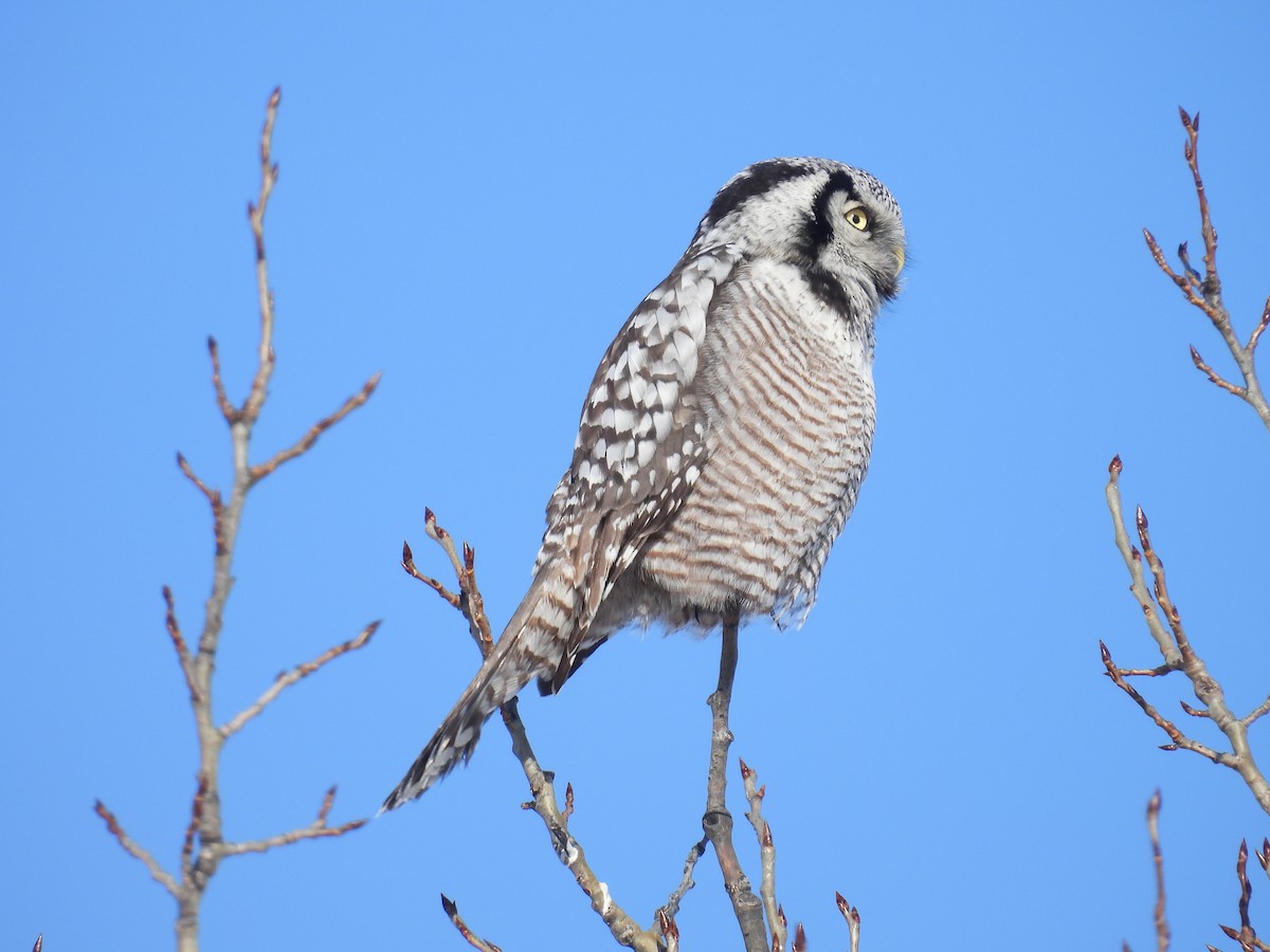 Northern Hawk Owl - ML646528112