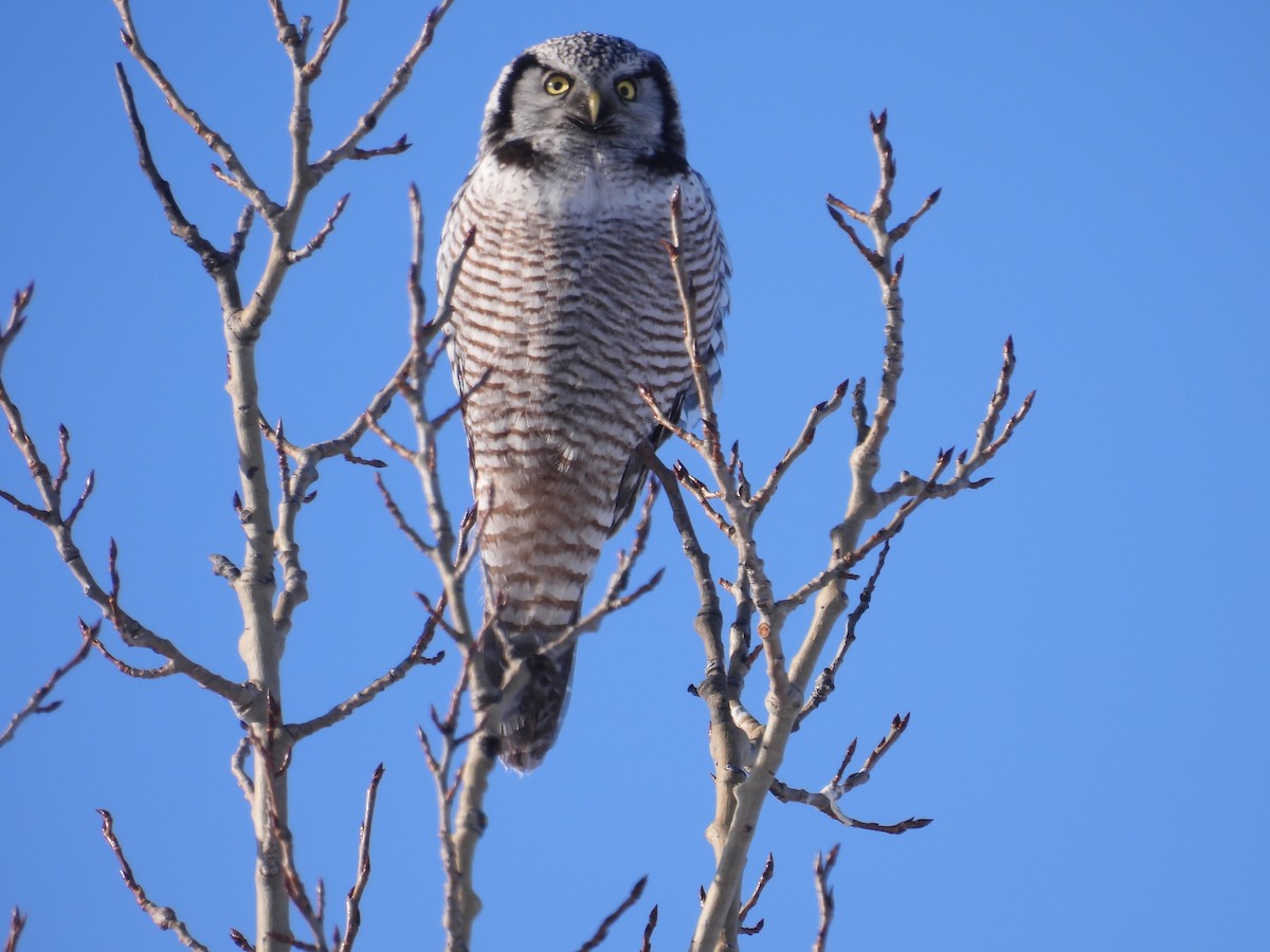 Northern Hawk Owl - ML646528113