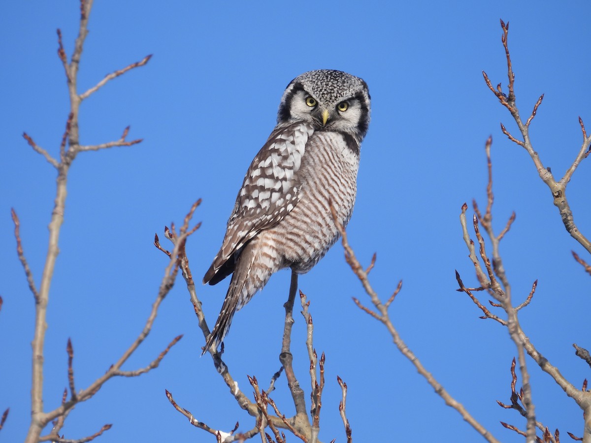 Northern Hawk Owl - ML646528114